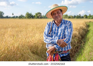 Portrait Elderly Asian Farmer Wearing A Shirt And Wicker Hat Stands Looking At Camera In A Rice Field. Senior Man Farmer In Countryside Thailand.