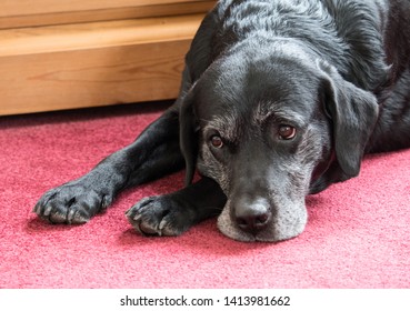 Portrait Of An Elderly Black Labrador Lying Down