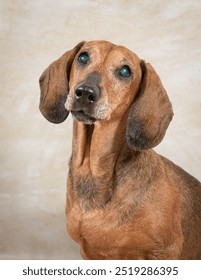 Retrato un perro dachshund