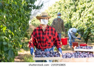 Portrait Of Elderly Woman Farm Worker In Mask Standing With Crate Full Of Ripe Recently Harvested Plums