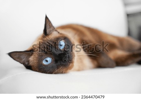 Portrait of elegant beige Siamese cat lying on sofa with blue eyes, piercing gaze Pet sits comfortably on couch, looks attentively at owner, dumb question. Sleek well-groomed thoroughbred brown cat
