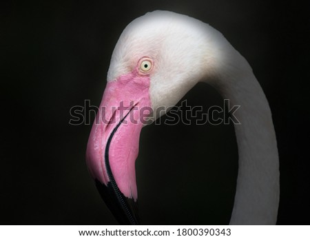 Similar – Portait of a flamingo (lat. Phoenicopteridae), captive