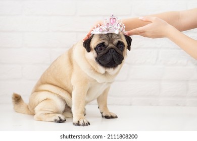 Portrait of an elegant pug princess and female hands crown and dress with a crown on a white background. Beauty queen dog beauty contest concept.