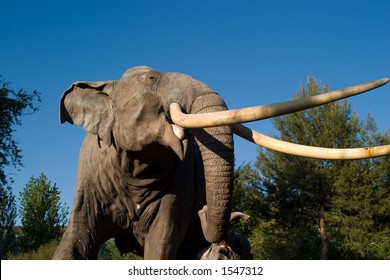 Portrait of a elephant