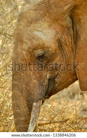 Portrait Elephant in Africa