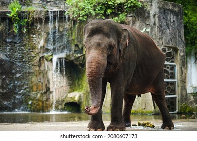 Portrait Of Elephant Life At The Zoo With Background Mini Waterfall In Its Cage