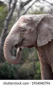 portrait of an elephant, rough skin