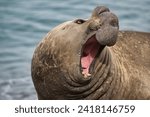 Portrait of the elephant seals of Punta Ninfas, Argentina