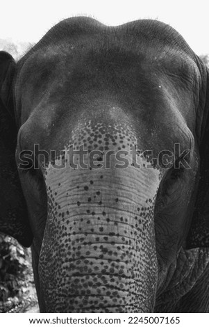 Similar – Image, Stock Photo pachyderms Leather Animal