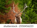 Portrait of Elk Wapiti buck during rut season in fall in burned after wildfires forest. Jasper national park.