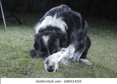 Portrait Of Embarrassed Dog Hiding Face With Paw And Looking At Camera, Copy Space