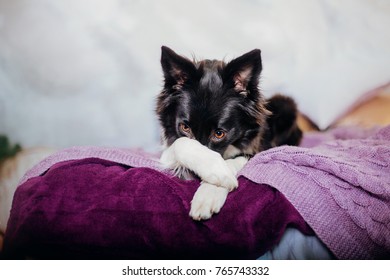 Portrait Of An Embarrassed Dog Hiding With His Paw And Looking At The Camera. Border Collie Dog On At Home