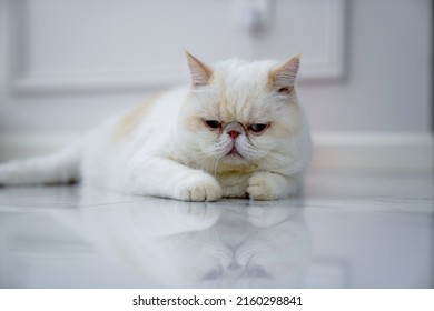 3,453 Garfield cat Images, Stock Photos & Vectors | Shutterstock