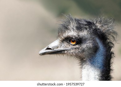 Portrait Of An Emu. Big Ratite. Dromaius Novaehollandiae