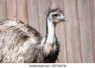 Portrait Of An Emu. Big Ratite. Dromaius Novaehollandiae