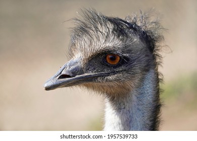 Portrait Of An Emu. Big Ratite. Dromaius Novaehollandiae