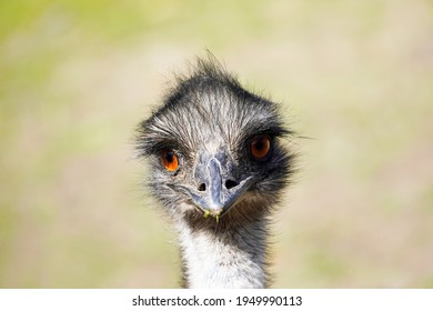 Portrait Of An Emu With A Blurred Background. Large Flightless Ratite