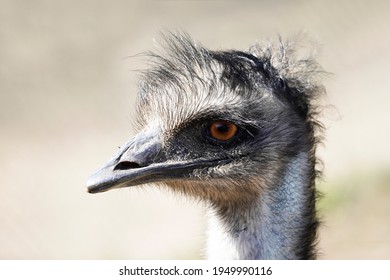 Portrait Of An Emu With A Blurred Background. Large Flightless Ratite