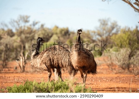 portrait of an emu close up
