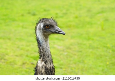 The Portrait Of An Emu's Head, Closeup Of Large Ratite With Green Background