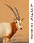 Portrait of an endangered scimitar-horned oryx (Oryx dammah), North Africa
