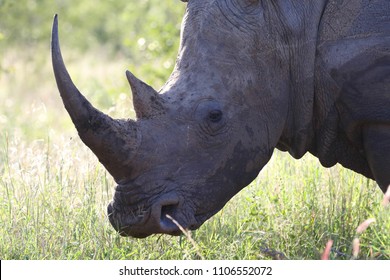 Portrait Endangered White Rhino Horn Kruger Stock Photo (Edit Now ...