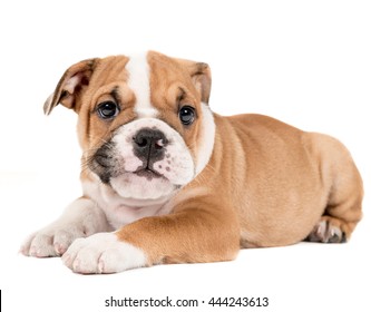 Portrait Of English Bulldog Puppy Isolated On White Background 