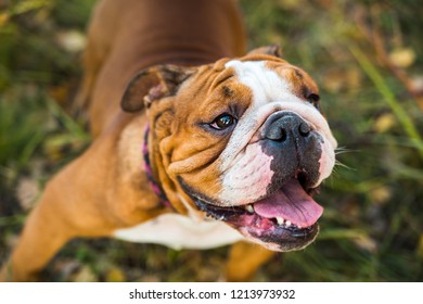 Bulldog Ingles Loco Images Stock Photos Vectors Shutterstock