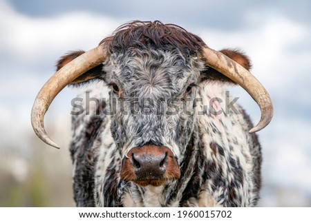 Portrait of a English Longhorn cow (Bos primigenius). Gelderland in the Netherlands.