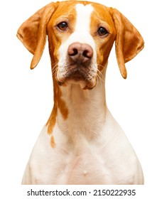 Portrait Of A English Pointer Dog Isolated On A White Background