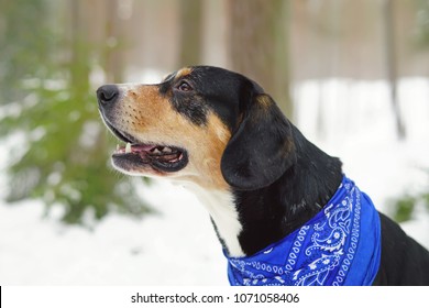 The portrait of an Entlebucher Mountain dog wearing a blue bandana on its neck and posing outdoors in winter forest - Powered by Shutterstock