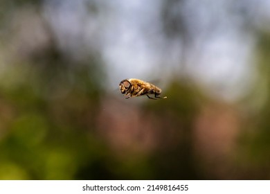 A portrait of a eristalis tenax or common drone fly hovering mid air in front of a green bush. The cosmopolitan hover fly insect looks like a bee and in some countries is refered to as the blind bee.