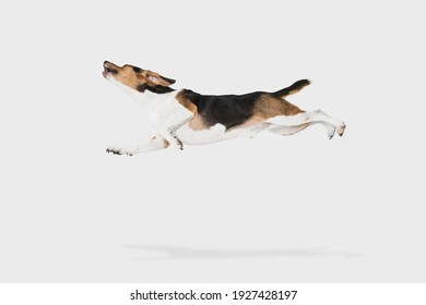 Portrait of Estonian Hound dog isolated over white background.