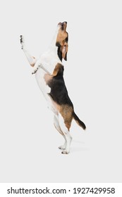 Portrait of Estonian Hound dog isolated over white background.