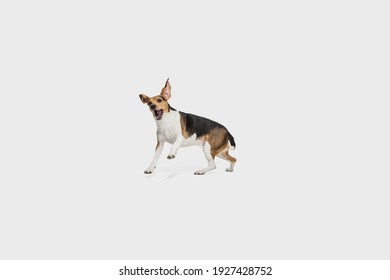 Portrait of Estonian Hound dog posing isolated over white background.