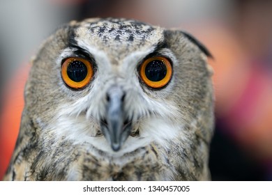 portrait of Eurasian eagle owl (Bubo bubo)