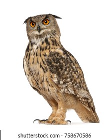 Portrait of Eurasian Eagle-Owl, Bubo bubo, a species of eagle owl, standing in front of white background
