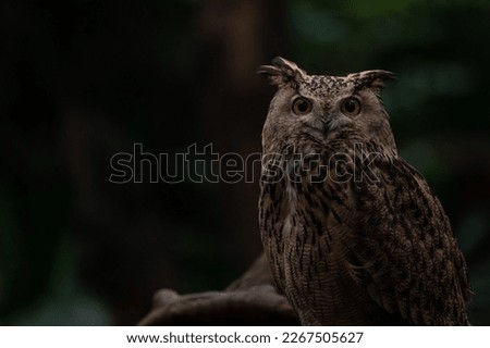 Portrait Eurasian eagle-owl sitting in the moss ground in the forest ith dark background