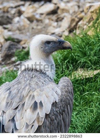 Portrait of an eurasian griffon vulture in the Adler Arena in Villach, Carinthia, Austria