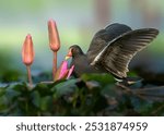 Portrait of Eurasian Moorhen.this shot was taken in a Jahangirnagar University,Dhaka