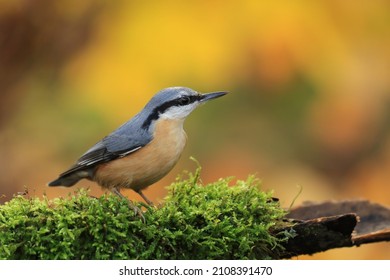 Portrait of a eurasian nuthatch. (Sitta europaea). Nuthatch in the nature habitat. Wildlife scene from autumn  forest.