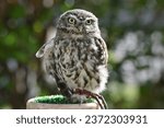 Portrait of Eurasian pygmy owl falconry