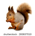 Portrait of eurasian red squirrel in front of a white background