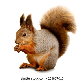 Portrait of eurasian red squirrel in front of a white background
