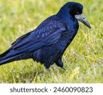Portrait of Eurasian rook ,Corvus frugilegus. Black bird with bare base of bill walking in grass and looking for food. Widlife in nature.