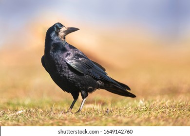 Portrait of Eurasian rook (Corvus frugilegus). Rook on earth looking for food.