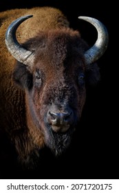 Portrait European Bison on black background. Wildlife scene from nature