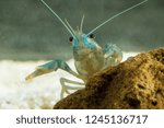 Portrait of european crayfish, Astacus astacus traditional food