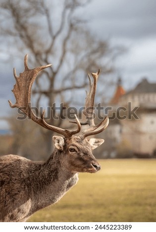 Portrait of European Fallow Deer at Blatna Castle. Beautiful Closeup of a Deer Buck in Czech Republic. Alert Ruminant Mammal in European Park.