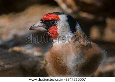 Portrait of European goldfinch (Carduelis carduelis), colorful plumage. Italy